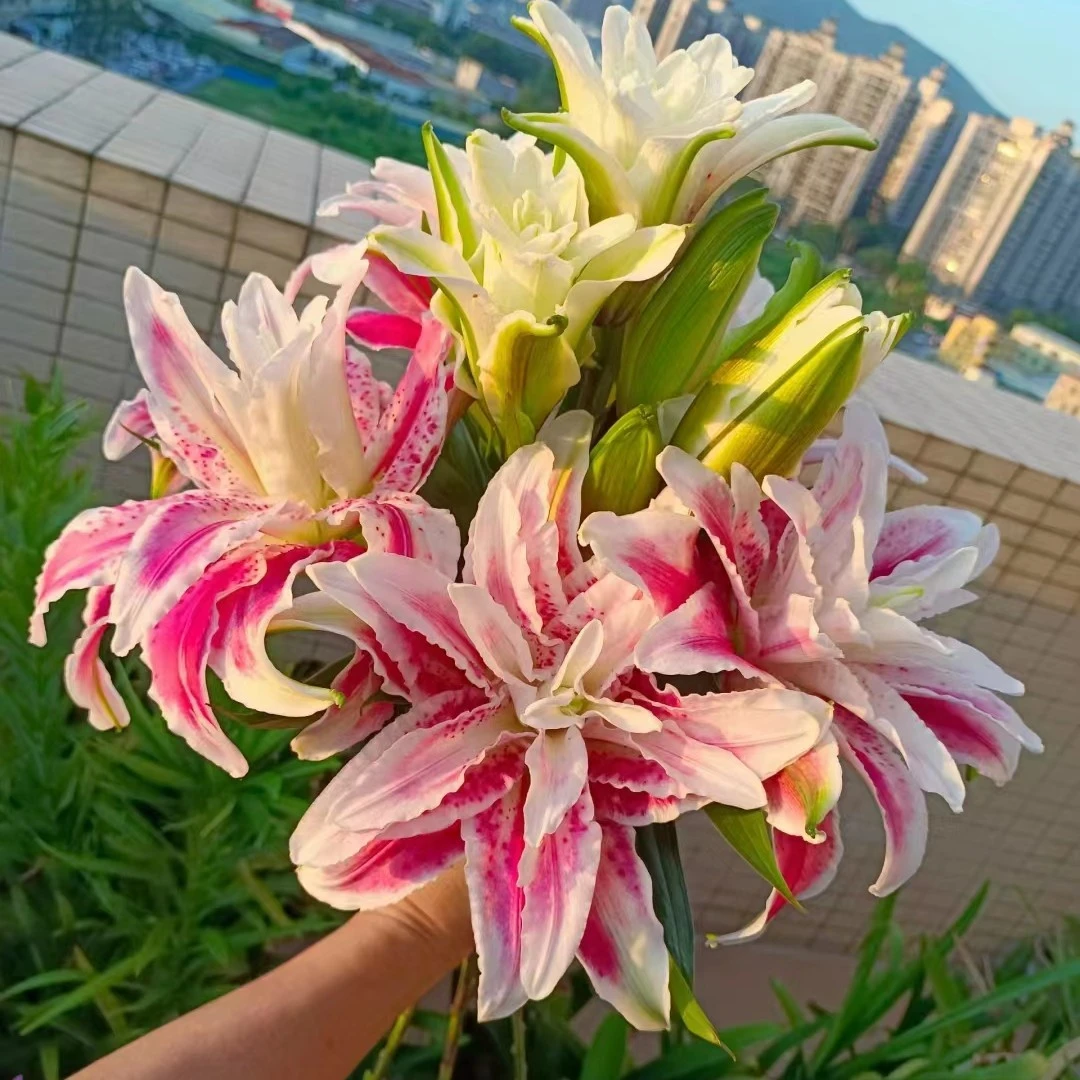 zb|新森林【娜塔莎】（0度以下拍保温棉）重瓣百合鲜花云南直发直批