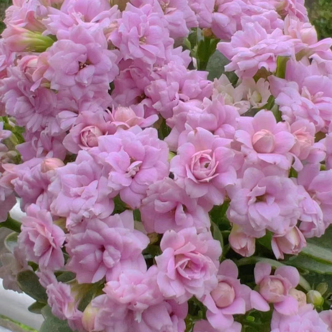 zb|新森林【长寿花】（0度以下拍保温棉）长寿花鲜花云南基地直发直批