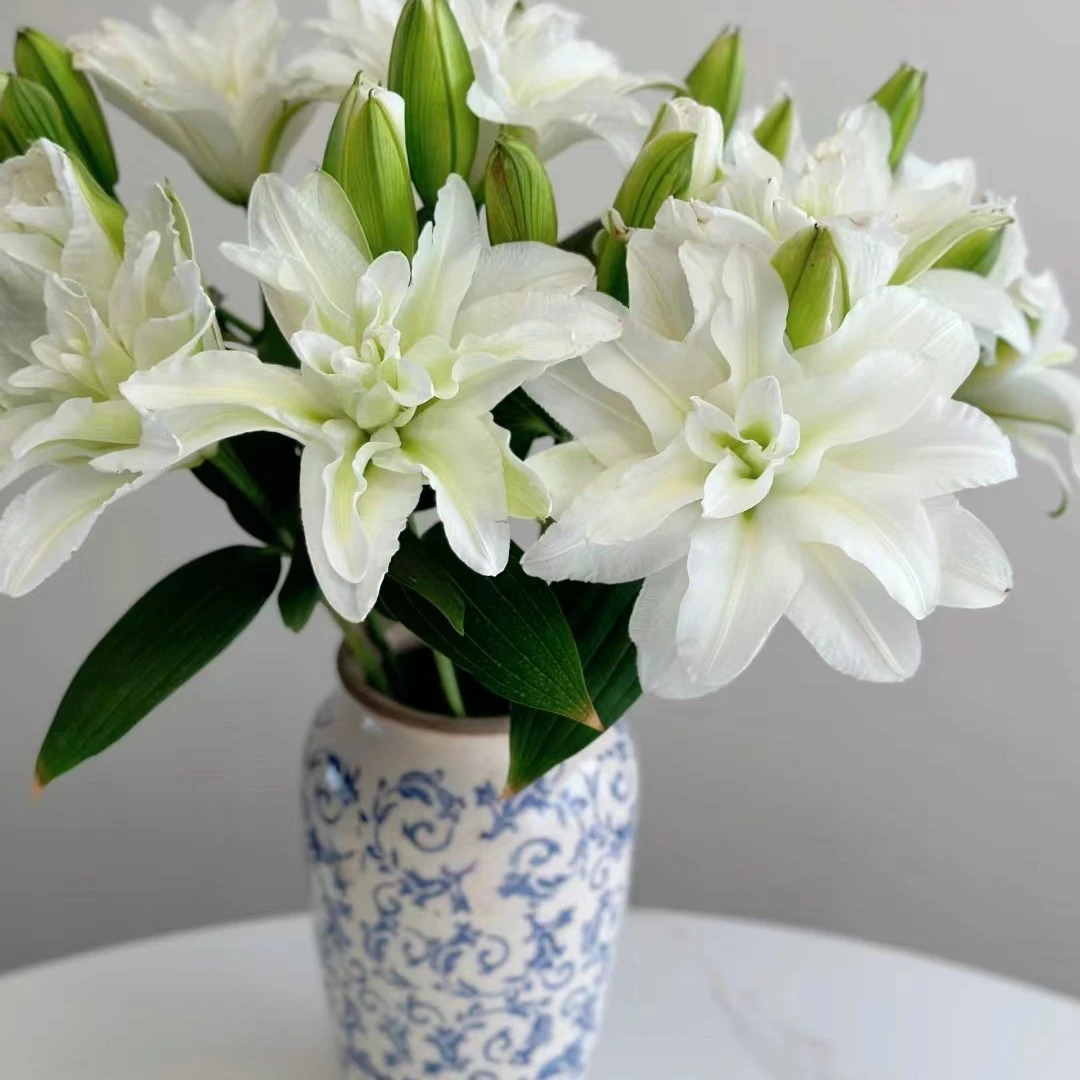 【白衣天使】重瓣百合鲜花云南直发直批【0度以下拍保温棉】