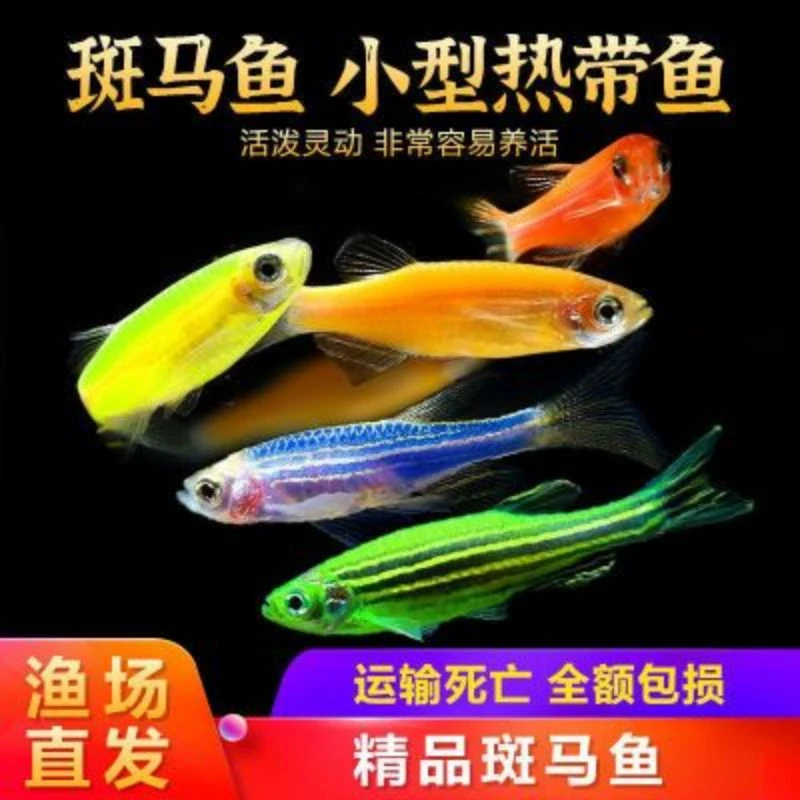 精品大号斑马鱼小型群游淡水热带好养灯科新手闯缸鱼广东红绿灯鱼