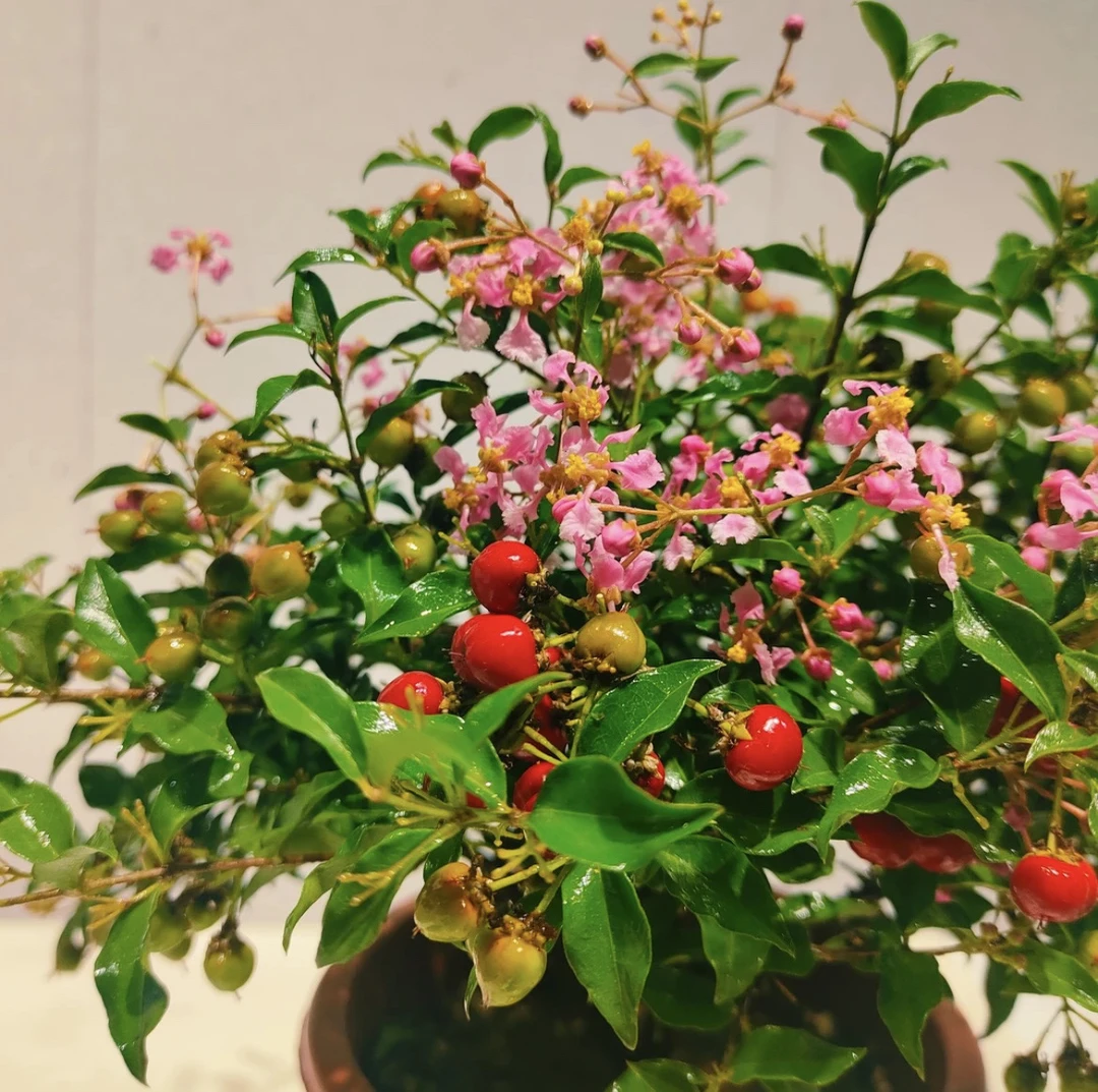 台湾李氏樱花狮子头盆栽盆景好养易活室内室外绿植