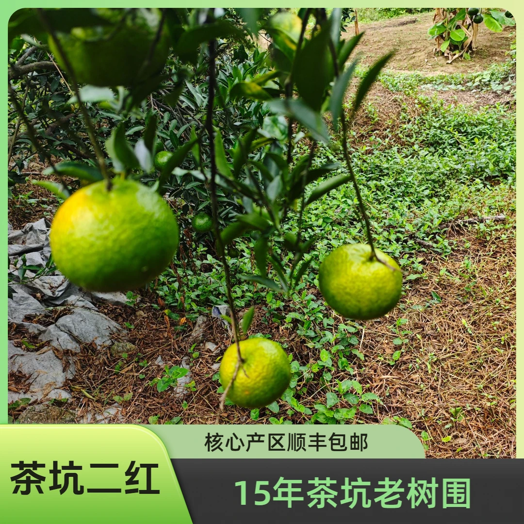【驳枝二红茶枝柑】新会陈皮茶坑10年老树围茶枝柑鲜果