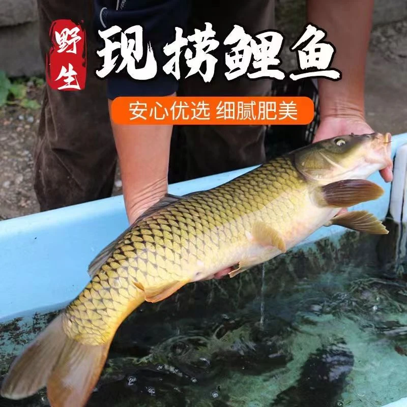 野生大鲤鱼淡水鲤鱼新鲜四鼻鲤鱼野生鲤鱼大鱼淡水鱼活鱼现杀发货