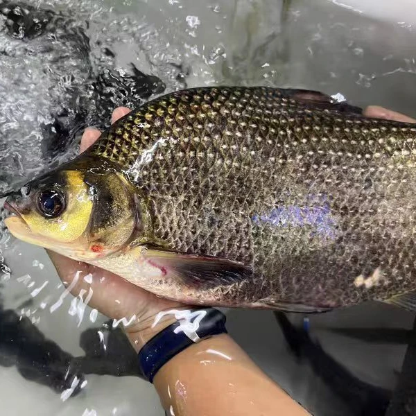 野生河流新鲜武昌鱼淡水鱼鳊鱼鲳鱼烧烤食材清蒸红烧现杀现发