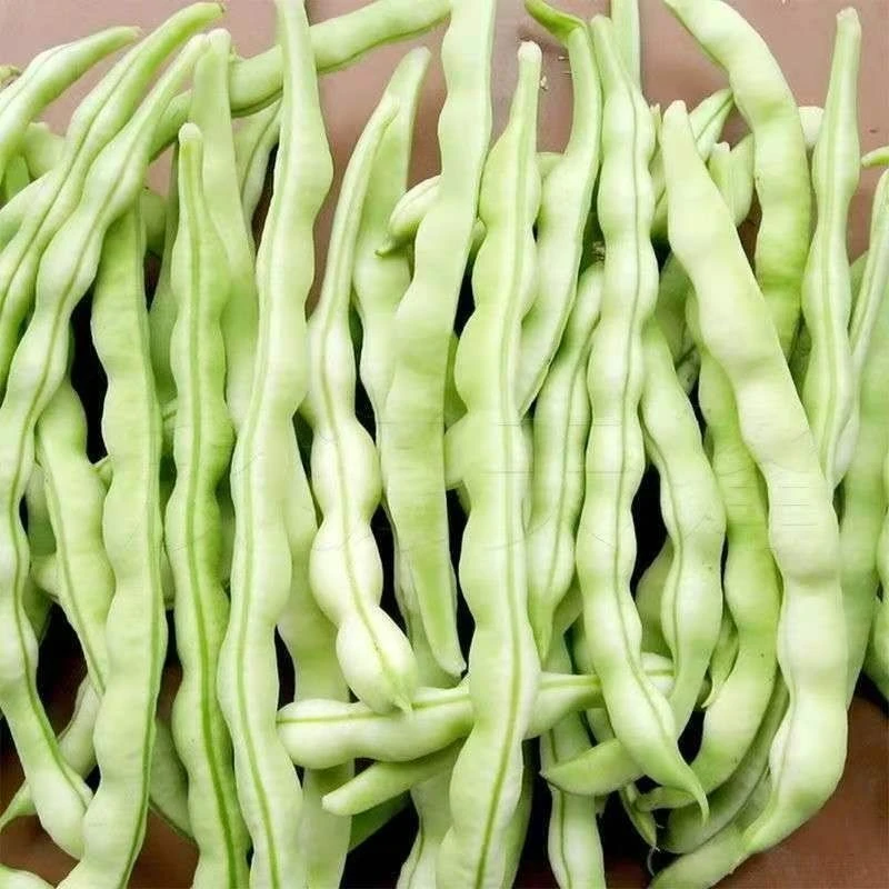 镇雄自家种植四季豆