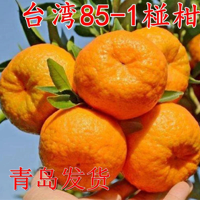 大果椪柑 台湾85-1巨型椪柑苗 无核椪柑嫁接芦柑桔子树苗当年结果