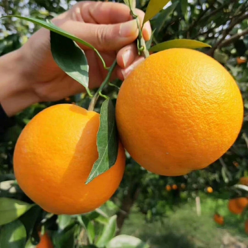 一物一拍 优质黄岩无核蜜桔苗甜橘子黄岩蜜桔果树苗当年结果树苗
