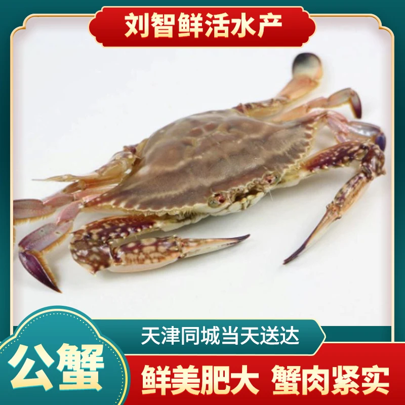 【保鲜不保活】双盖公蟹 （单只2两左右每斤4-5只)同城当日达