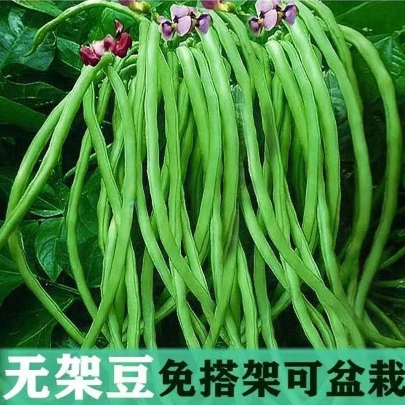 【当季新品】无架豆角种子春夏秋季不搭架长四季蔬菜田园种植简单