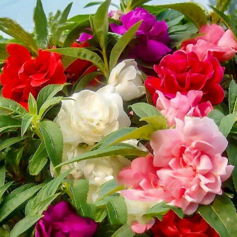 【高出芽】重瓣凤仙花种子指甲花七彩凤仙花茶花四季播简单开花散装