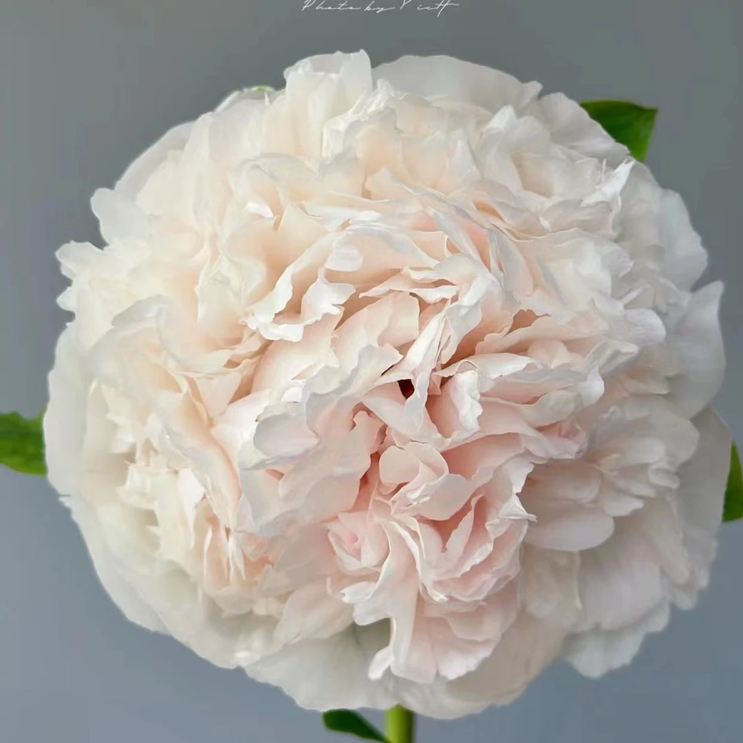 白色系大花牡丹花苗盆栽地栽白色牡丹