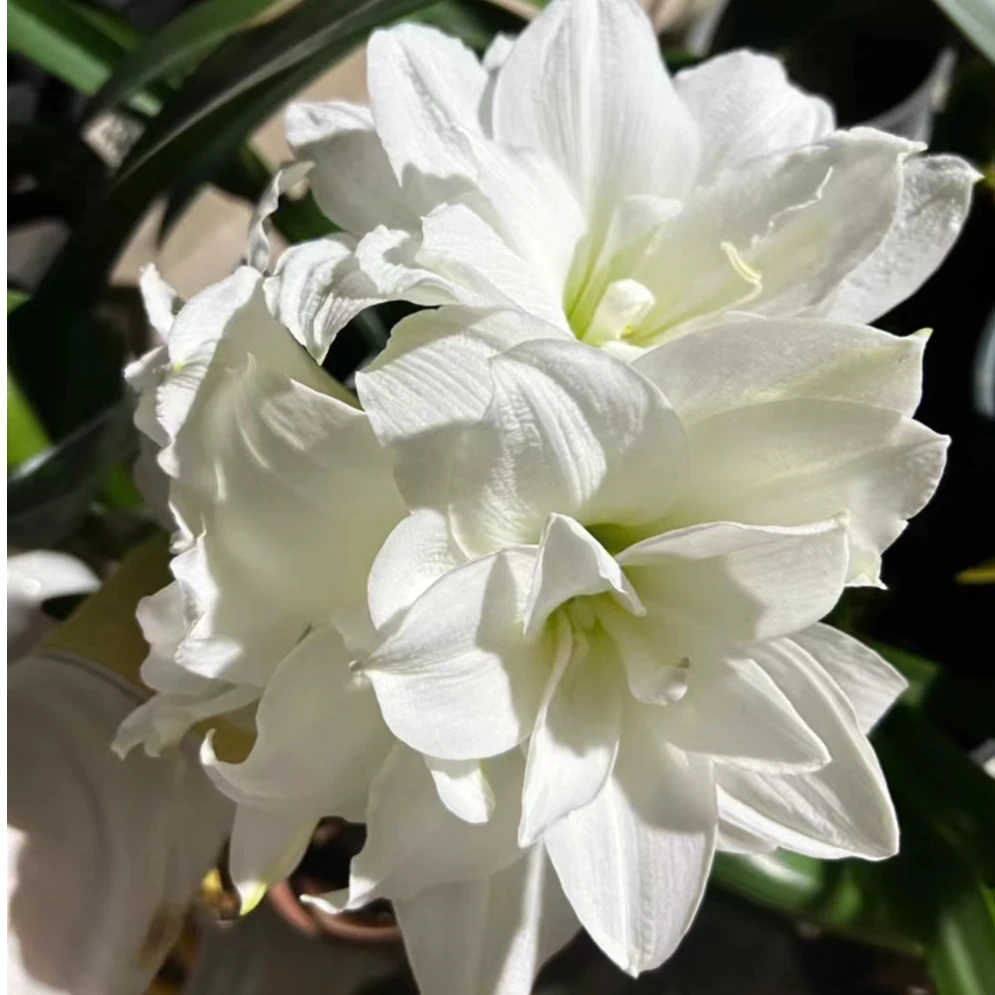 秘鲁进口朱顶红 冰淇淋