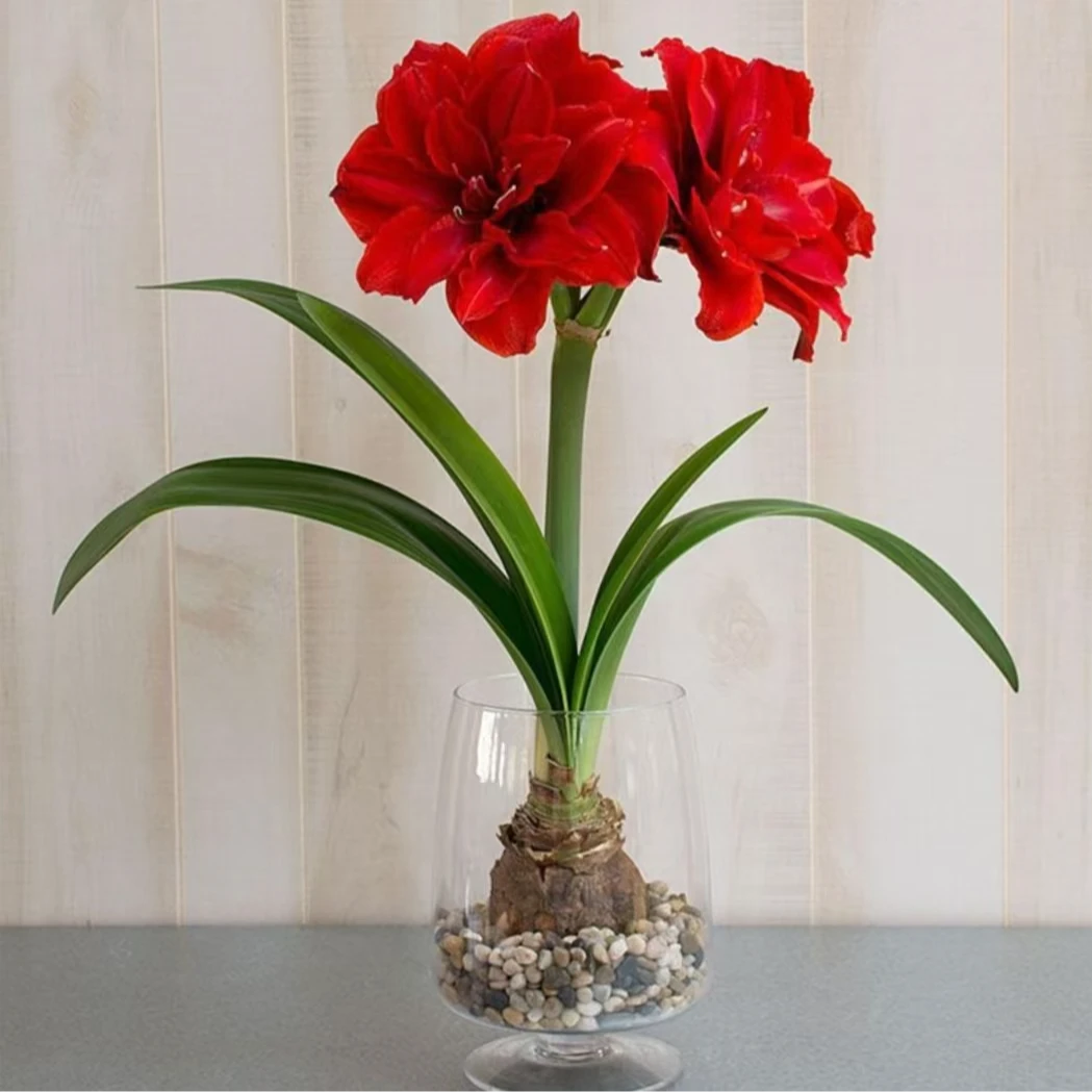 今日福利进口朱顶红 丑球残次樱桃尼芙花后球花剑折断发货不售后