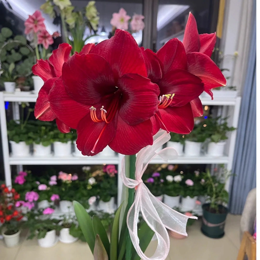 进口朱顶红 安第斯7+ 实际采收偏小1-3公分