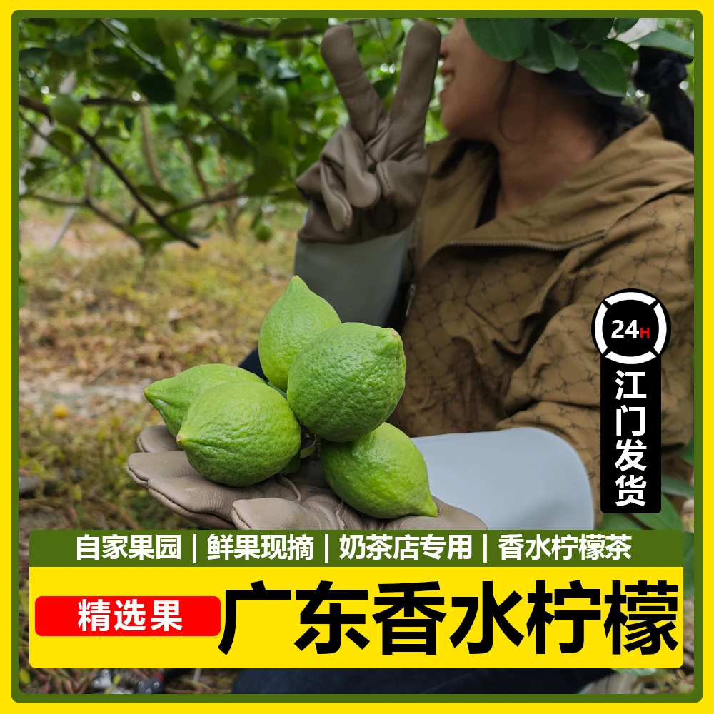 广东香水柠檬精选一级果奶茶店专用新鲜无籽香水柠檬现摘香水柠檬
