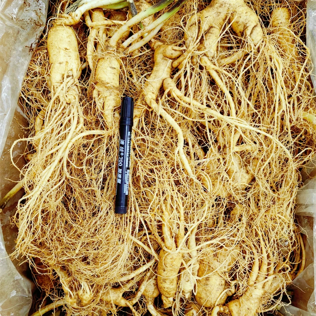 鲜千寻【半斤】长白山养生林下地道鲜参特产12年产地滋补泡酒