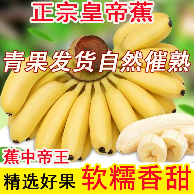 自然采摘正宗海南直发皇帝蕉当季新鲜现摘5斤香蕉软糯香甜米蕉