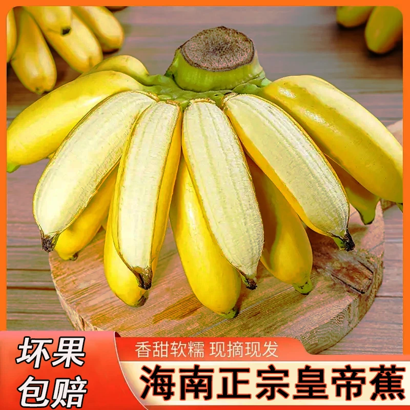 正宗海南皇帝蕉果园直发新鲜现摘软糯可口皮薄肉厚不打催熟皇帝蕉