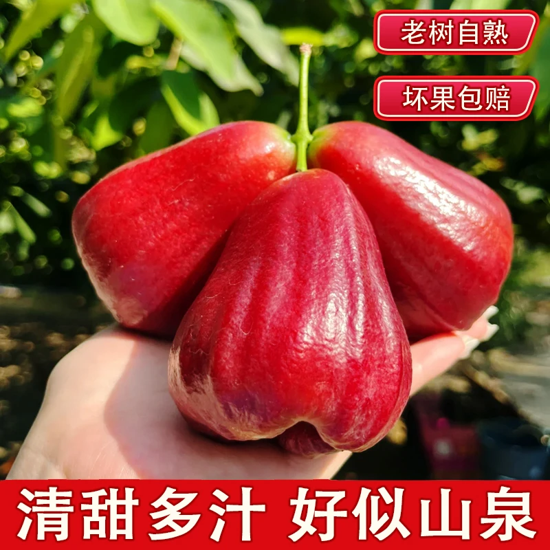 台湾黑金刚莲雾精选优质1斤包邮中大果果香清甜饱满多汁爽口补水
