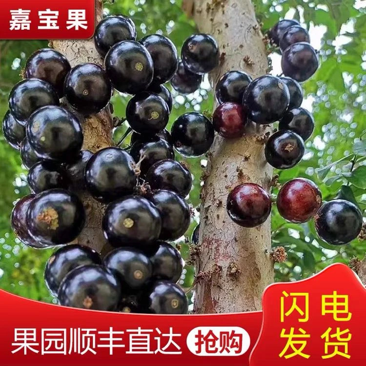 【果中贵族】新鲜嘉宝果营养高档稀有水果1-5斤装顺丰老树
