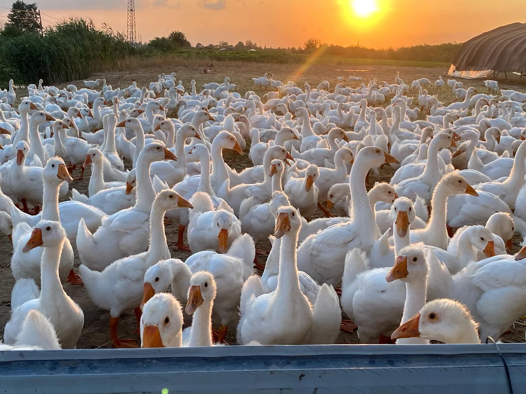 鹅下蛋专用窝户外