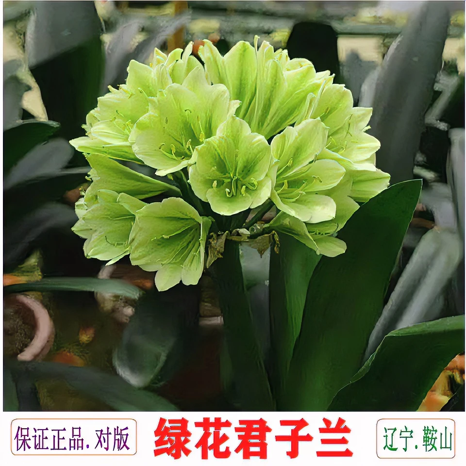 辽宁鞍山绿花君子兰苗精品高端高档花卉保真对版绿植特价5-7叶