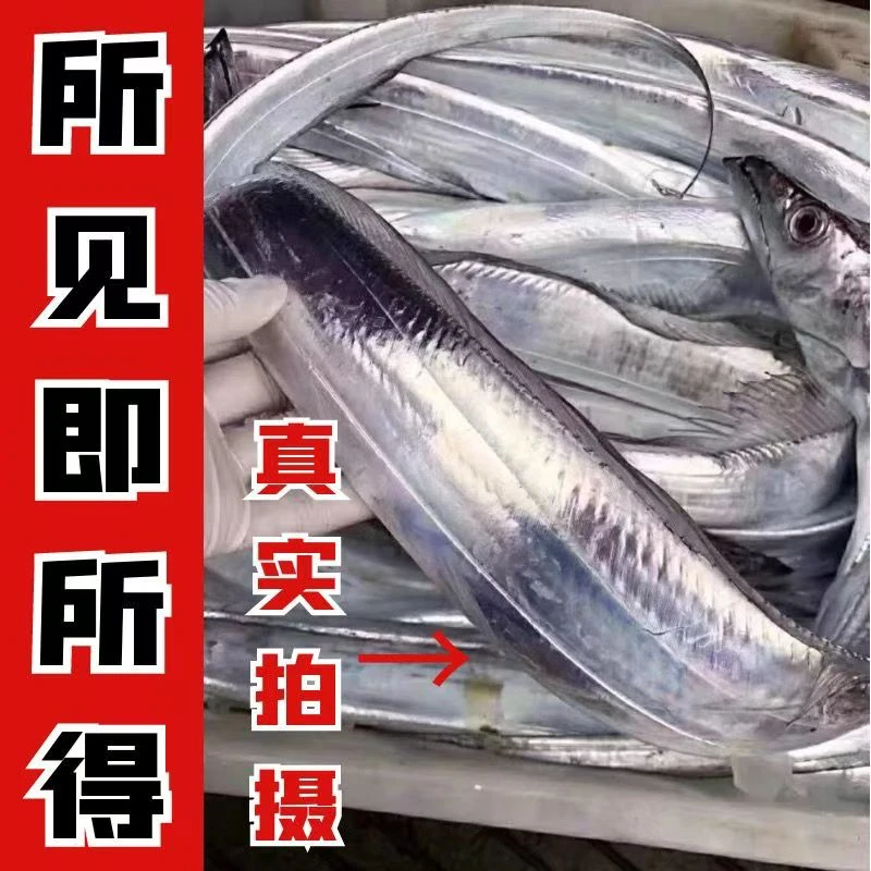 野生钓带 嘎嘎板正 一斤以上一条 到手净重不低于6斤