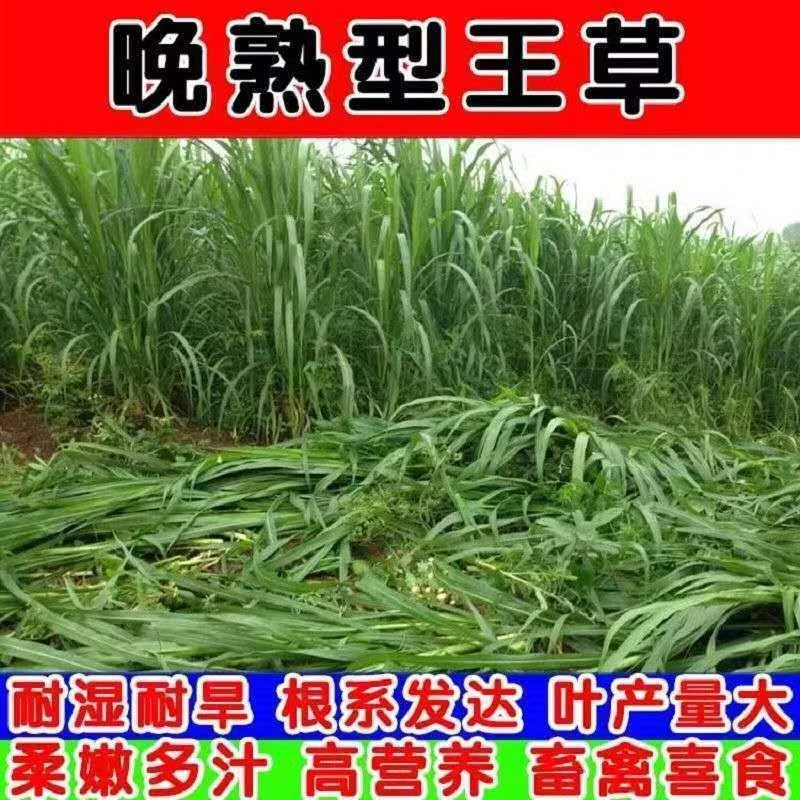 高丹王1号养殖牧草喂牛羊牧草高产四季青多次收割再生高产南北方