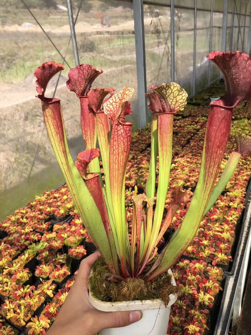 朱迪斯瓶子草食虫植物捕虫子驱蚊草食虫草学生趣味盆栽捉虫子绿植