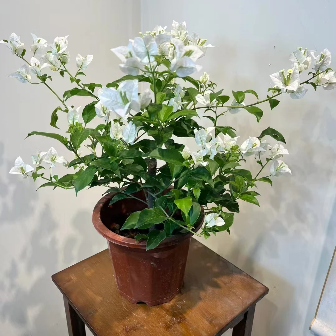 【盎然三角梅园艺】三角梅金枝玉叶一物一拍改价专用链接绿植盆栽