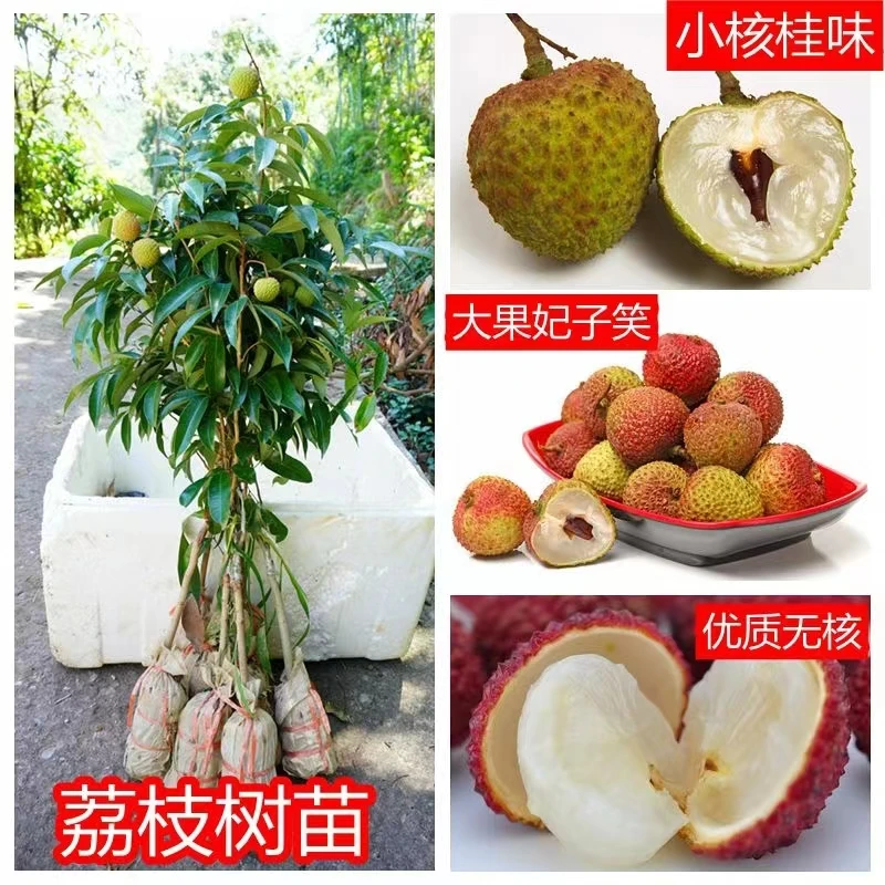 新品种冰荔枝苗带土带叶嫁接桂味盆栽地栽仙进奉早熟南方荔枝树苗