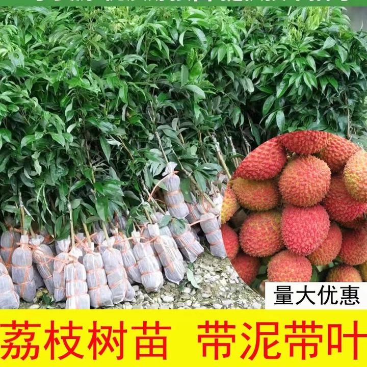 广西桂味荔枝苗无核荔枝苗妃子笑嫁接苗带土带叶发货庭院盆栽正品