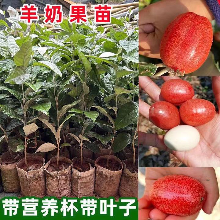 新品德田二号羊奶果树苗