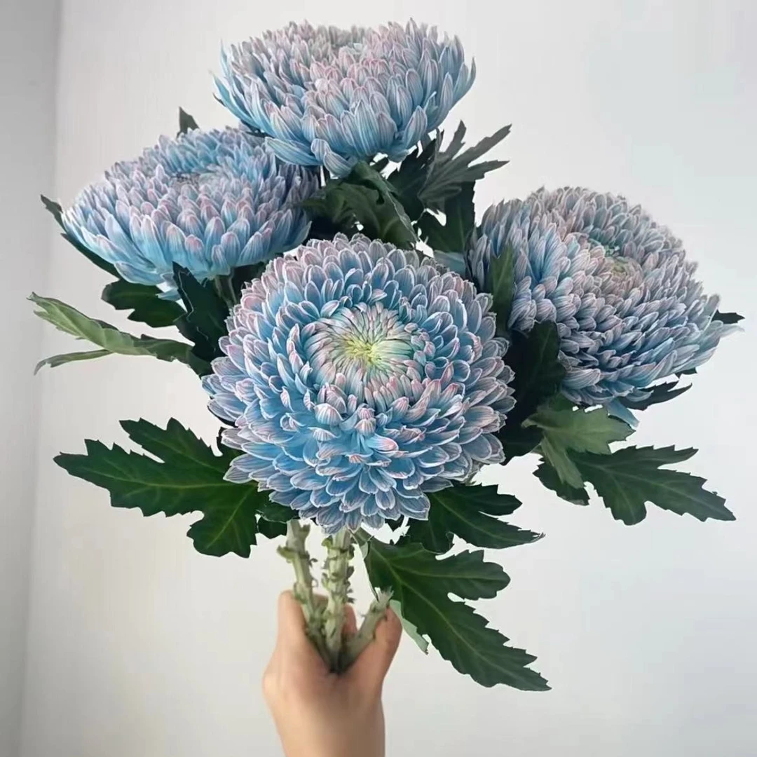 【牡丹球】人间富贵花高级感花期长梦幻复古