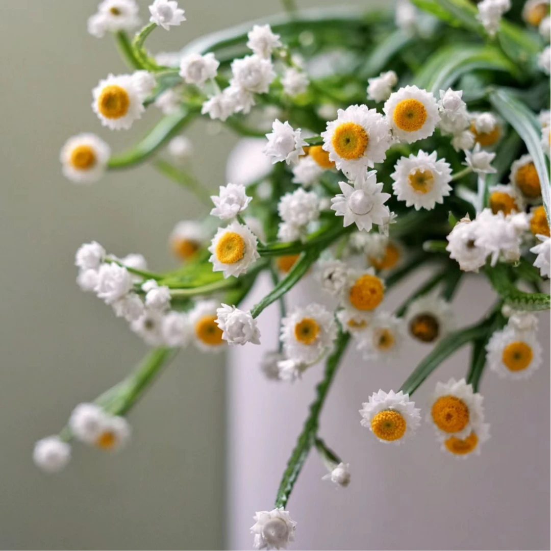 【银包菊】鲜切花小众独特清新可爱精致