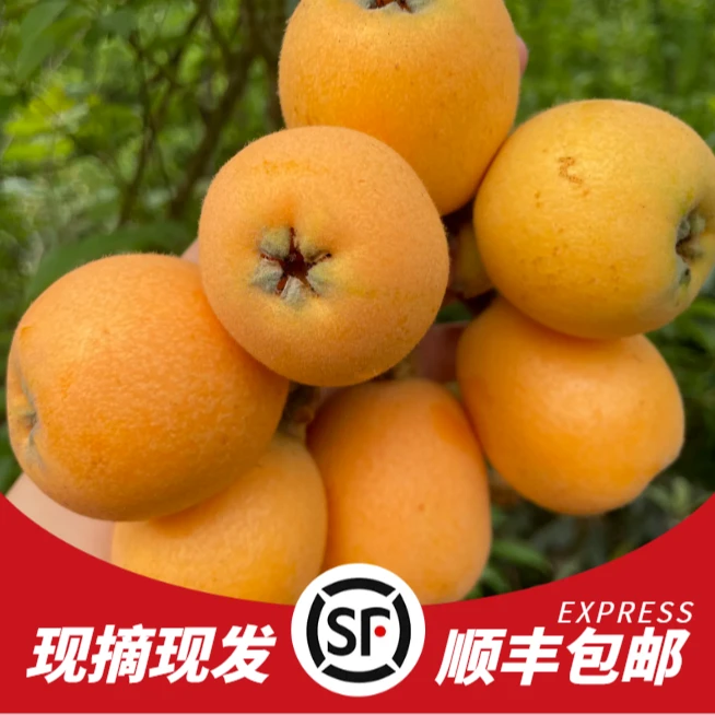 【顺丰空运】枇杷新鲜应季水果枇杷膏五星云霄枇杷发带箱5斤采摘