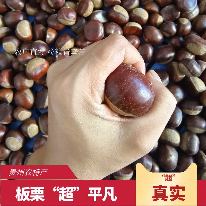 新鲜产品下树板栗高原栗子油板栗非冷库货现捡现发1/3/5斤装