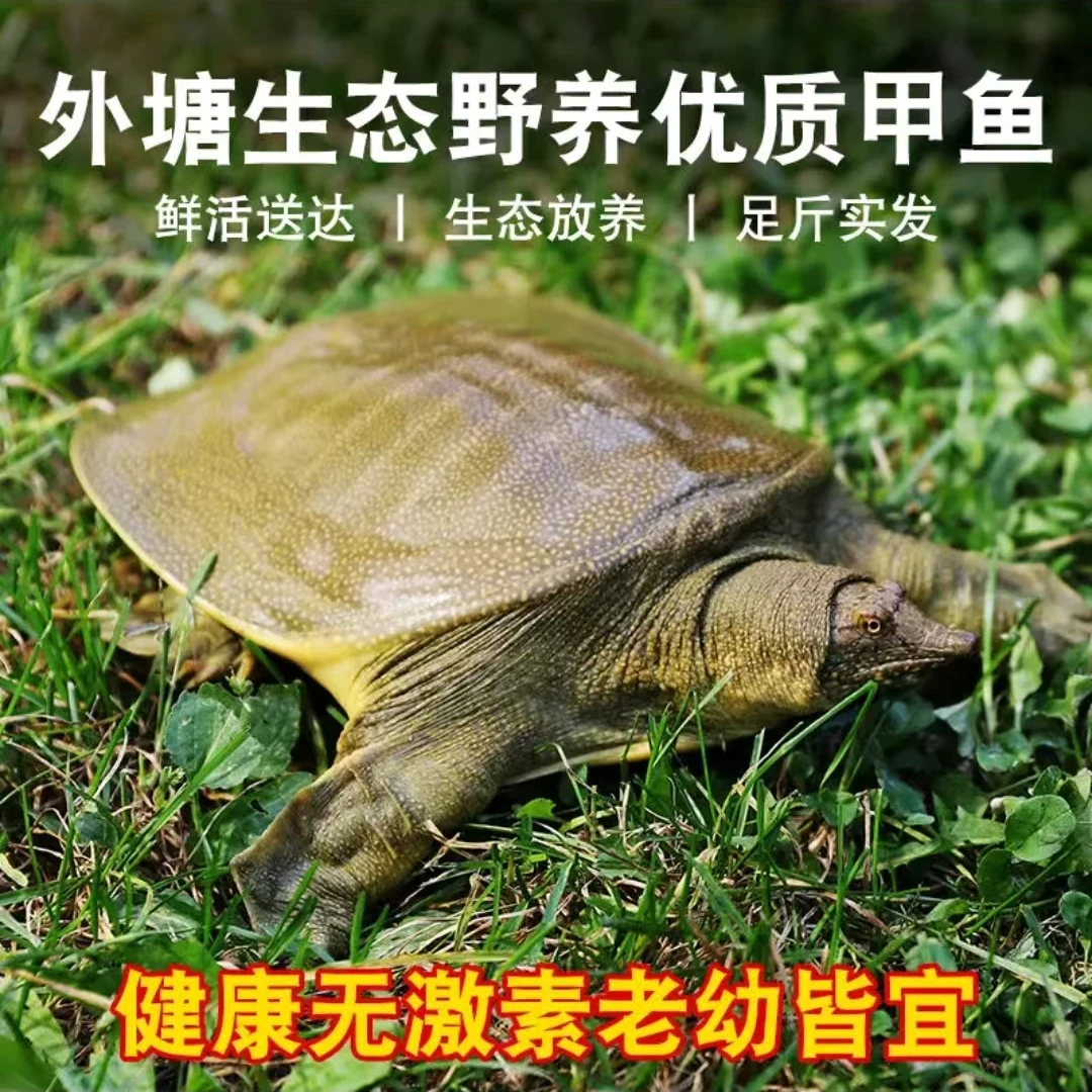 湖南常德甲鱼之乡、生态甲鱼