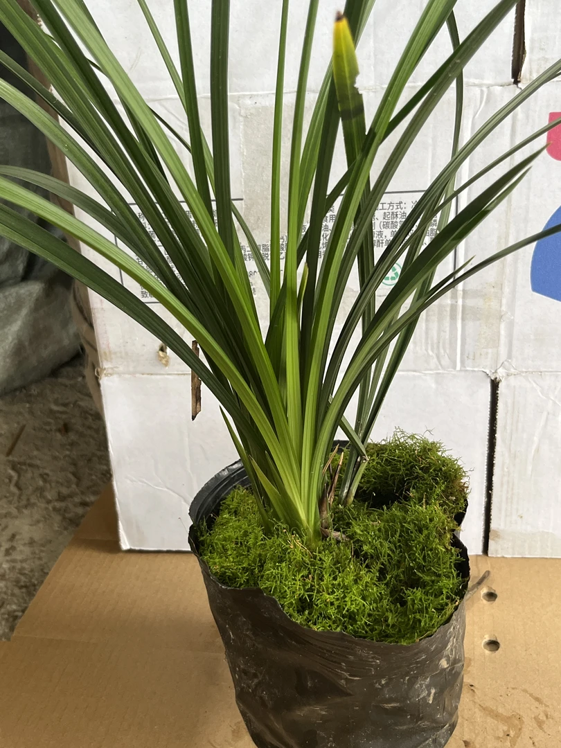 自然种植兰花，好活容易上花