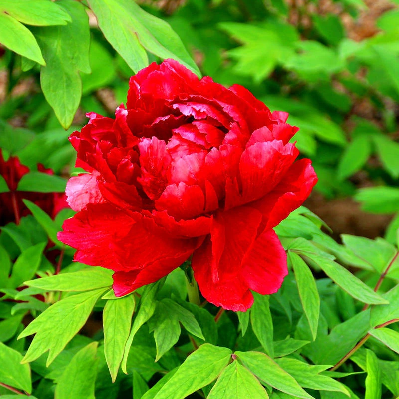 【芳纪】五年大苗 菏泽观赏牡丹花苗 庭院多年生木本花卉