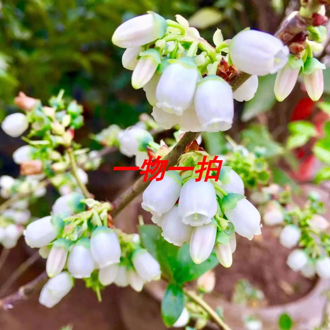 黑+仑直播间绿植花卉一物一拍专栏