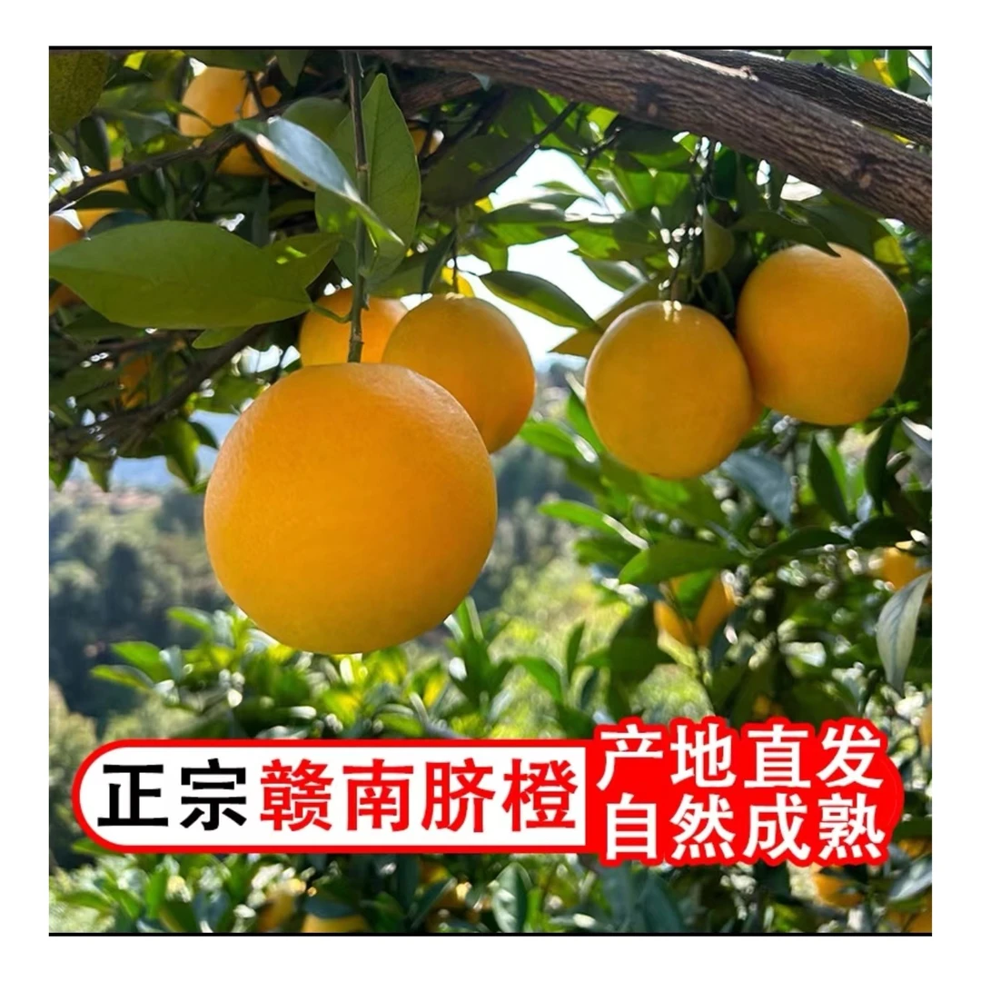 【闺蜜团粉丝专属】赣南脐橙带箱新鲜上市果园直发鲜香多汁现摘发货