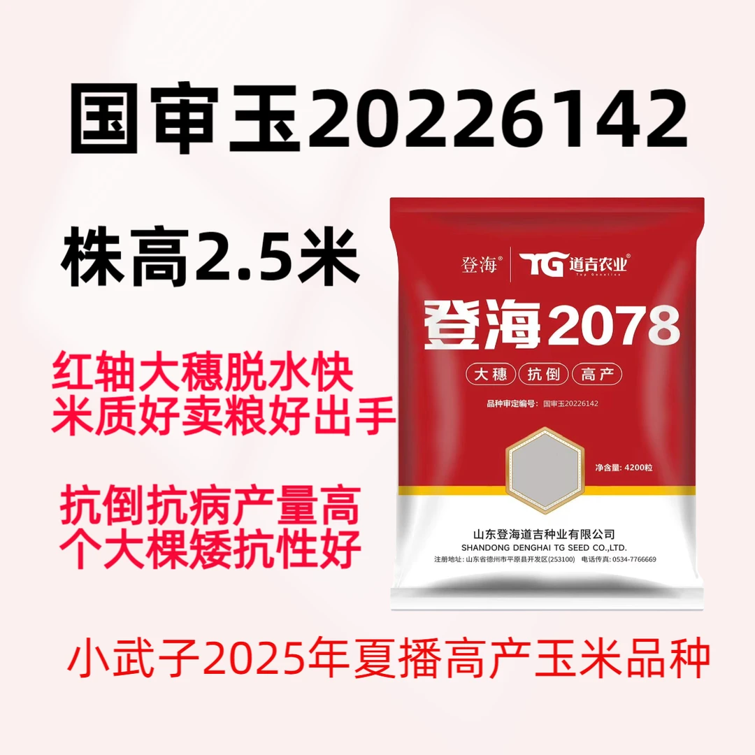 登海2078高产玉米品种，抗倒好抗病性强红轴大穗