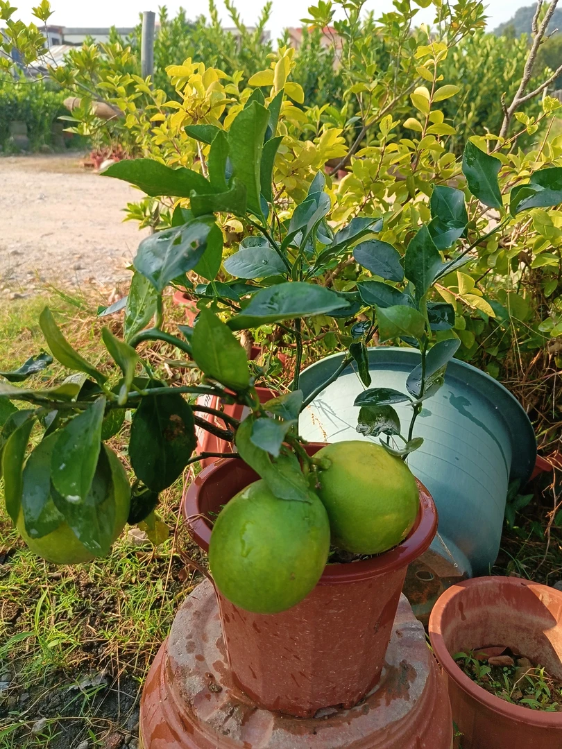 四季柠檬，可地栽盆栽，原土原盆，绿植