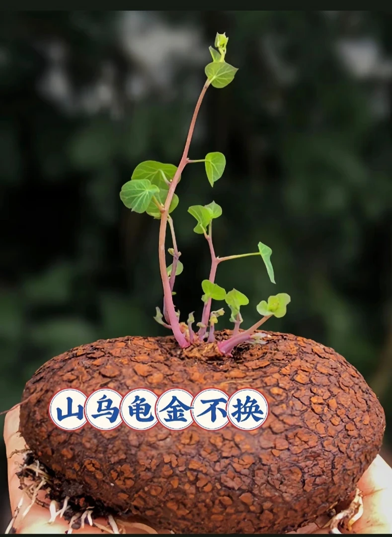 红藤圆叶山乌龟，6～10 公分