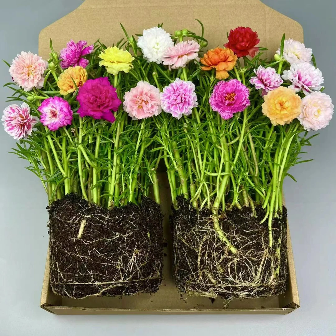 【带根带土带花苞】太阳花苗混色重瓣盆栽花四季开花室外阳台庭院