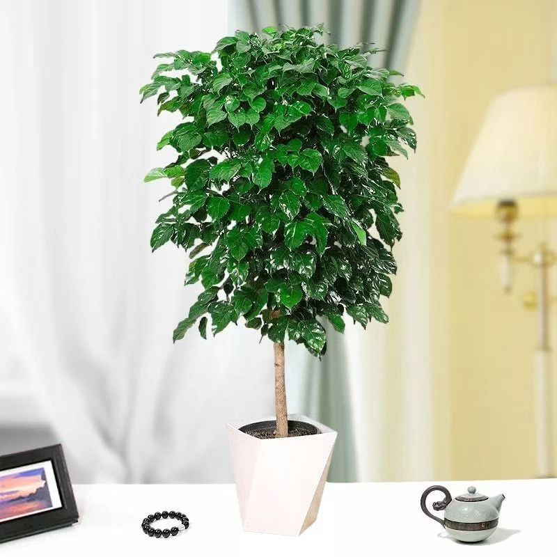 (70-80cm)幸福树盆栽植物客厅办公室四季常青棒棒糖
