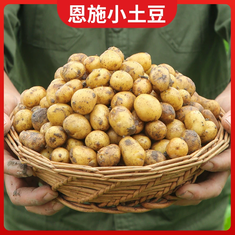 恩施黄心土豆新鲜农家优选洋芋迷你富硒小士豆自种好吃粉面马铃薯