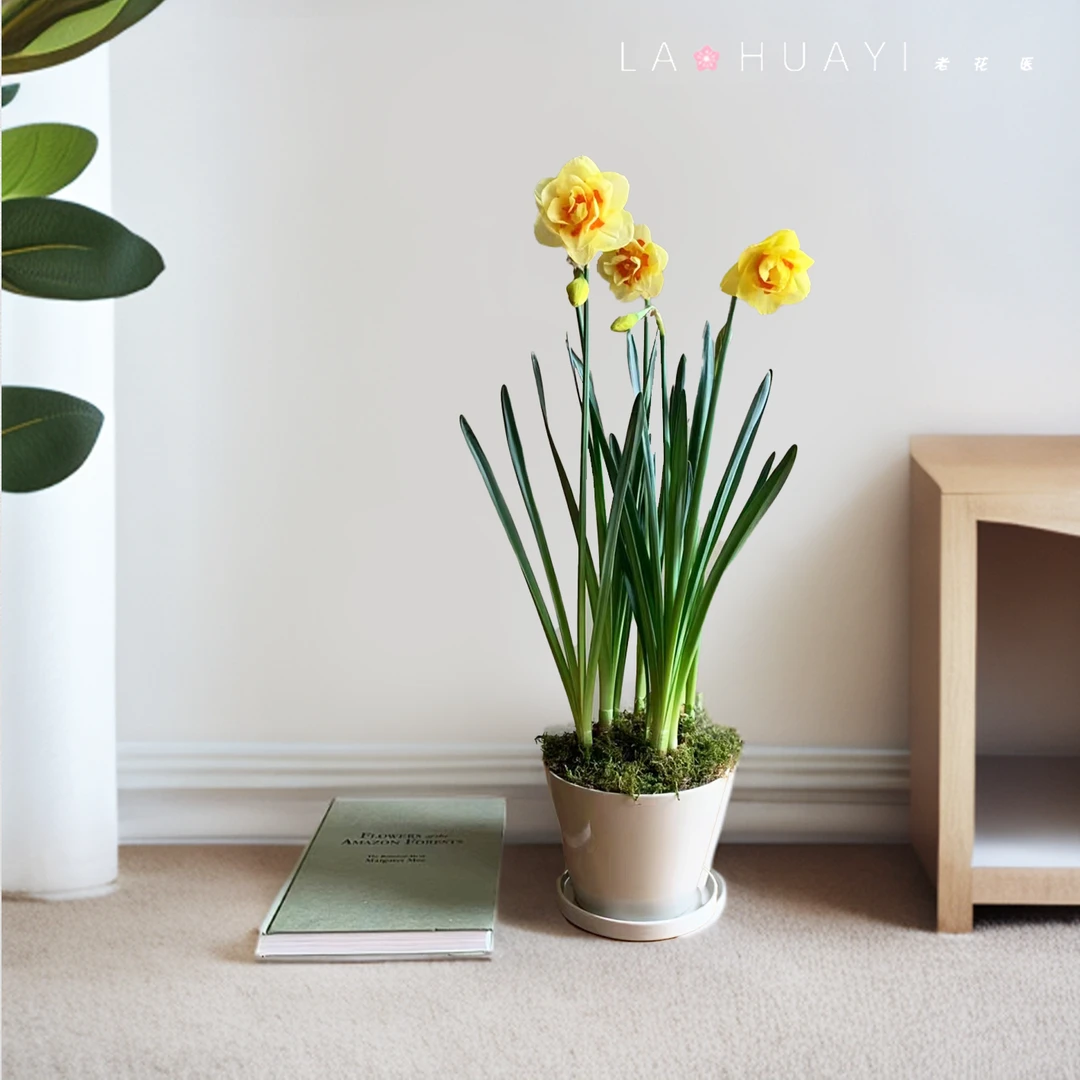 洋水仙园艺庭院花卉植物室内庭院重瓣花卉盆栽地栽新手好养护