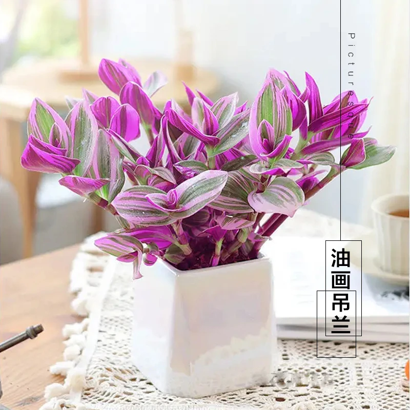 【老花医】油画吊兰室内窗台垂吊绿植花婚礼油画露天观叶网红绿植